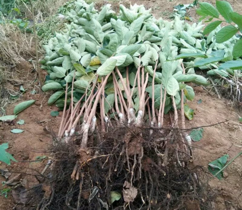 奶油柿子苗嫁接苗包正品包质量放心苗欢迎实地选苗