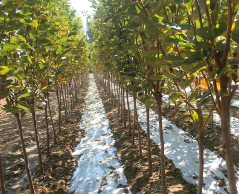 奶油柿子苗嫁接苗包正品包质量放心苗欢迎实地选苗