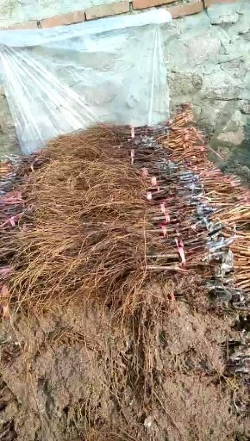 早夏无核葡萄苗假一赔十(每棵都精挑细选)