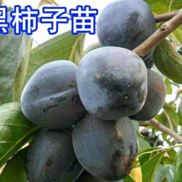 黑柿子苗柿子苗成活率高欢迎选苗大小规格齐全