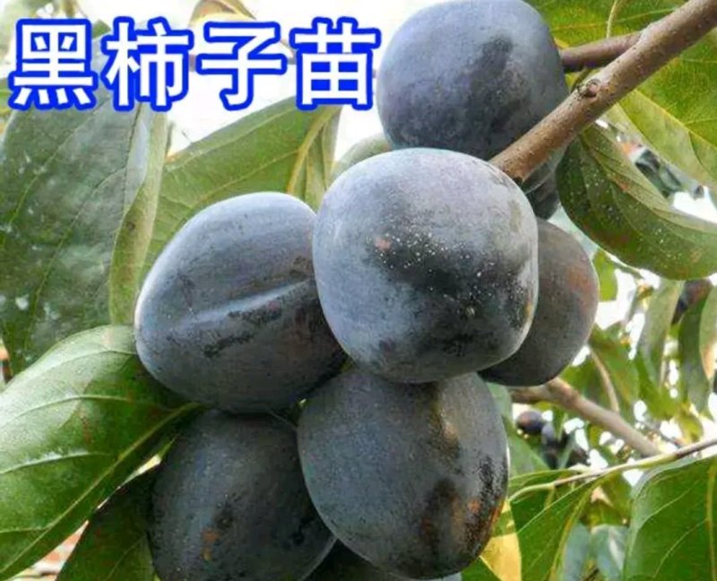 黑柿子苗柿子苗成活率高欢迎选苗大小规格齐全