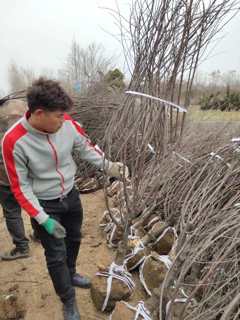 榆叶梅树苗榆叶梅苗榆叶梅丛生丛生榆叶梅