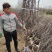 榆叶梅树苗榆叶梅苗榆叶梅丛生丛生榆叶梅