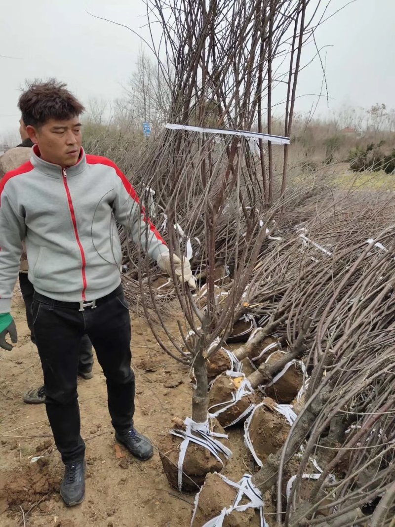 榆叶梅树苗榆叶梅苗榆叶梅丛生丛生榆叶梅