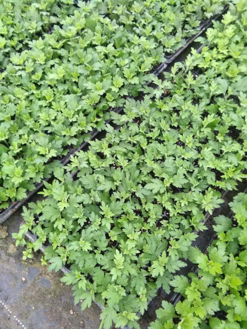 菊花种苗预订