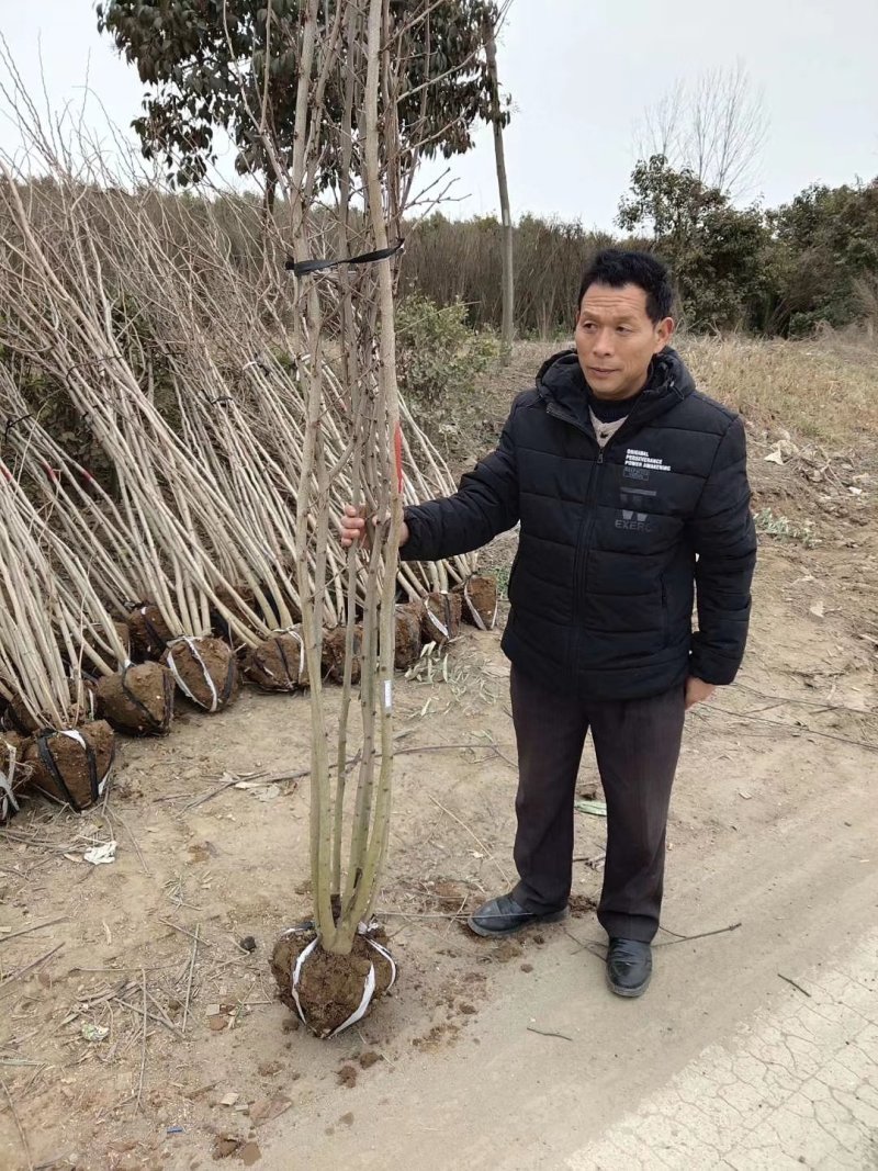 从生紫荆可视频看货选货一亩田线上交易下单购买