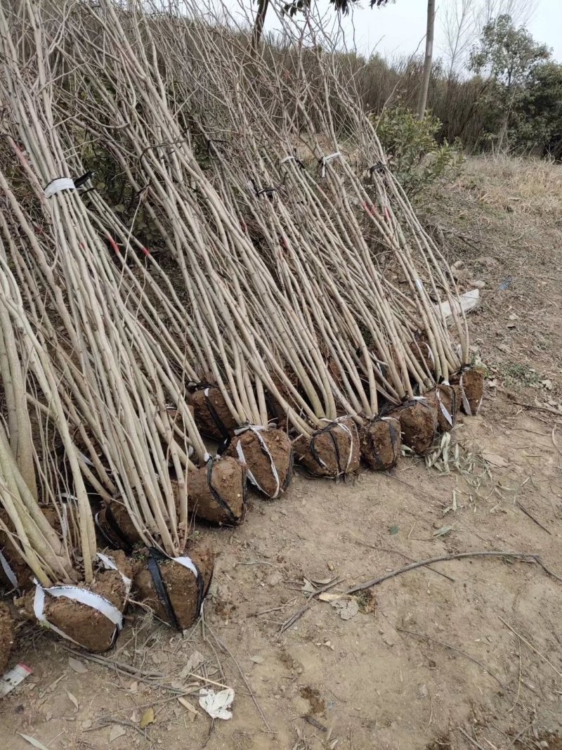 从生紫荆可视频看货选货一亩田线上交易下单购买