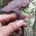 野生赤灵芝