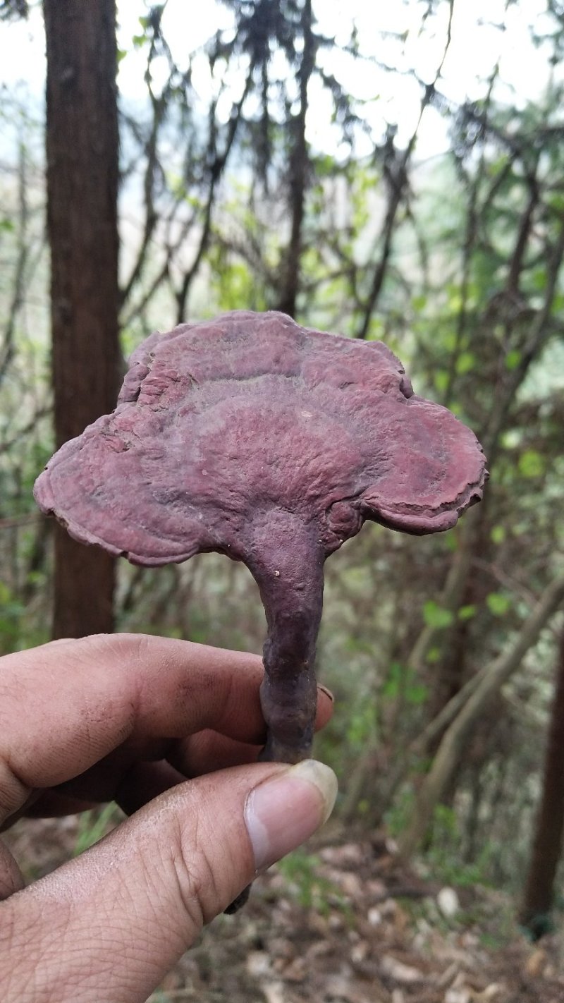 野生赤灵芝