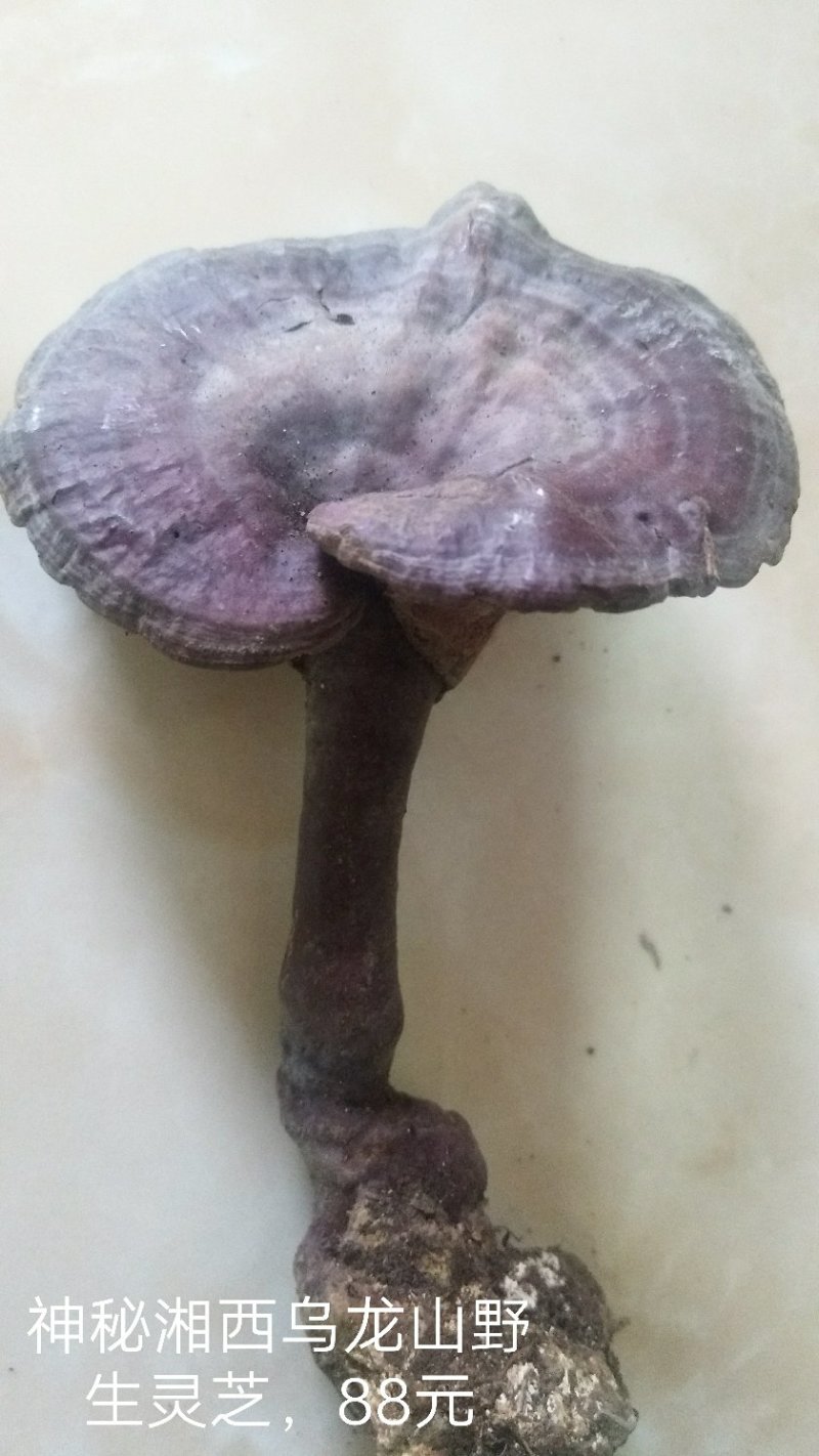 野生赤灵芝