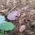 野生赤灵芝