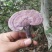 野生赤灵芝