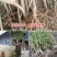 八月红酥梨苗大小规格齐全成活率高欢迎实地看苗