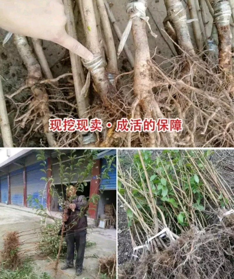 八月红酥梨苗大小规格齐全成活率高欢迎实地看苗
