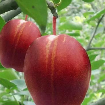 八月红酥梨苗大小规格齐全成活率高欢迎实地看苗