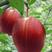 八月红酥梨苗大小规格齐全成活率高欢迎实地看苗