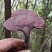 野生赤灵芝