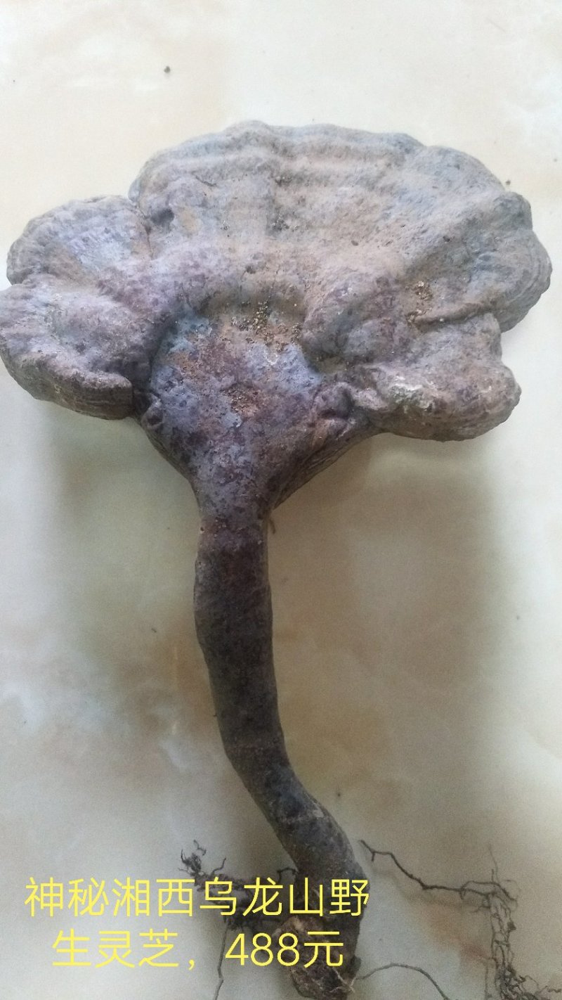 野生赤灵芝