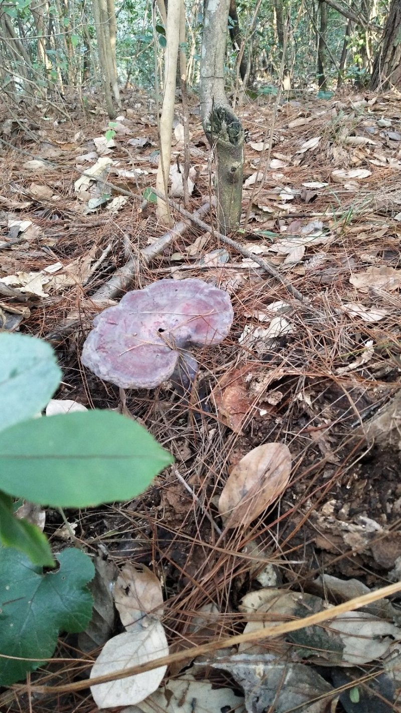 野生赤灵芝