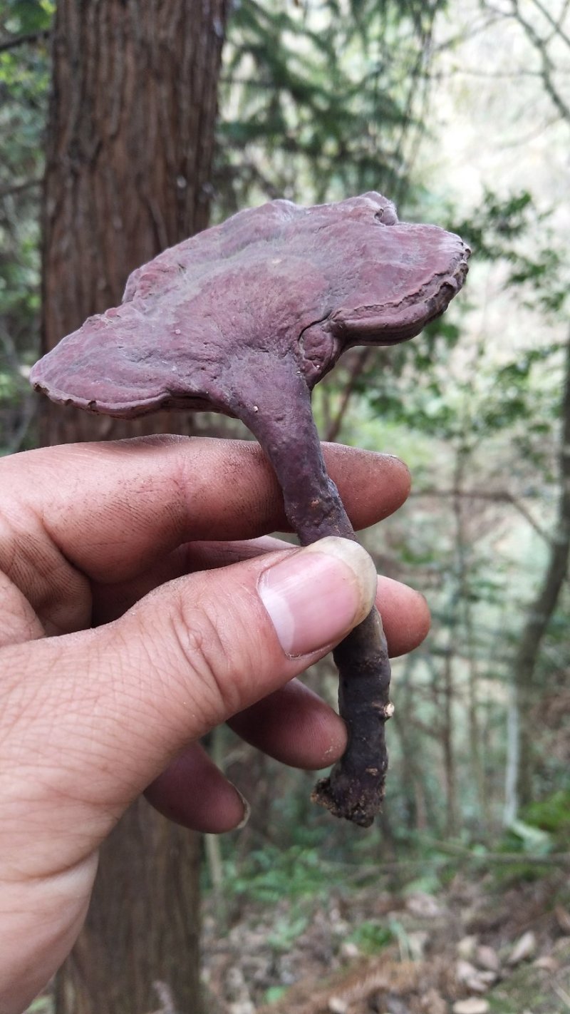 野生赤灵芝