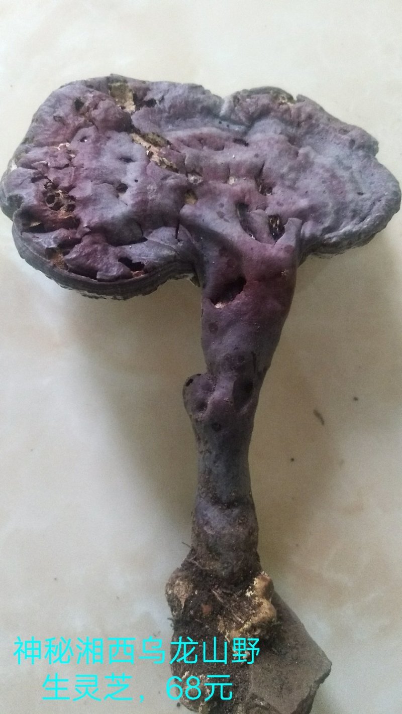 野生赤灵芝