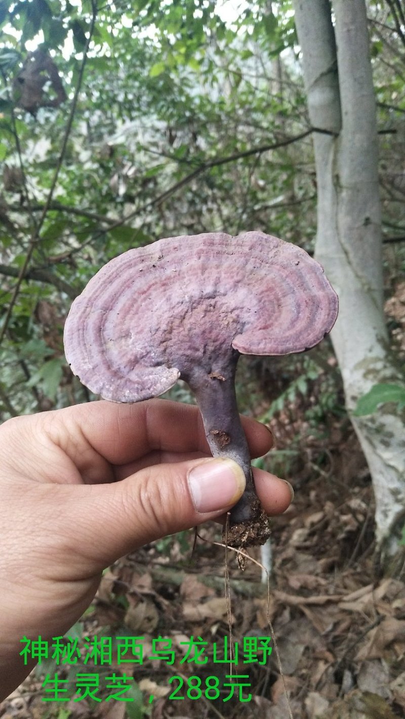 野生赤灵芝