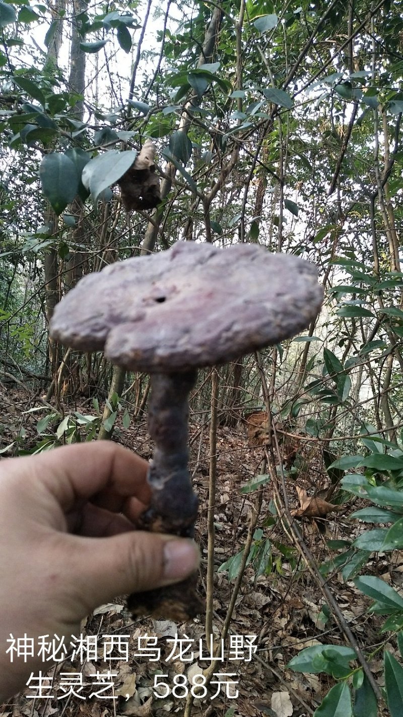 野生赤灵芝