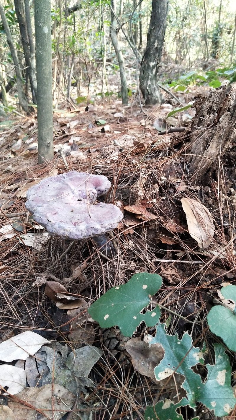 野生赤灵芝