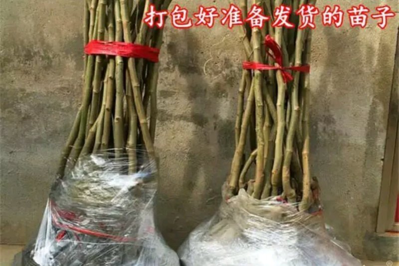 大红袍板栗嫁接苗成活率高欢迎实地看苗