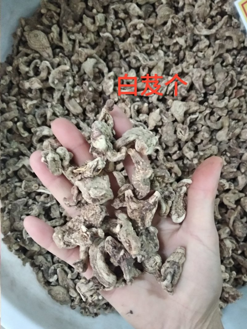 白芨