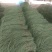 长豆角预售中，种植面积大，质量好