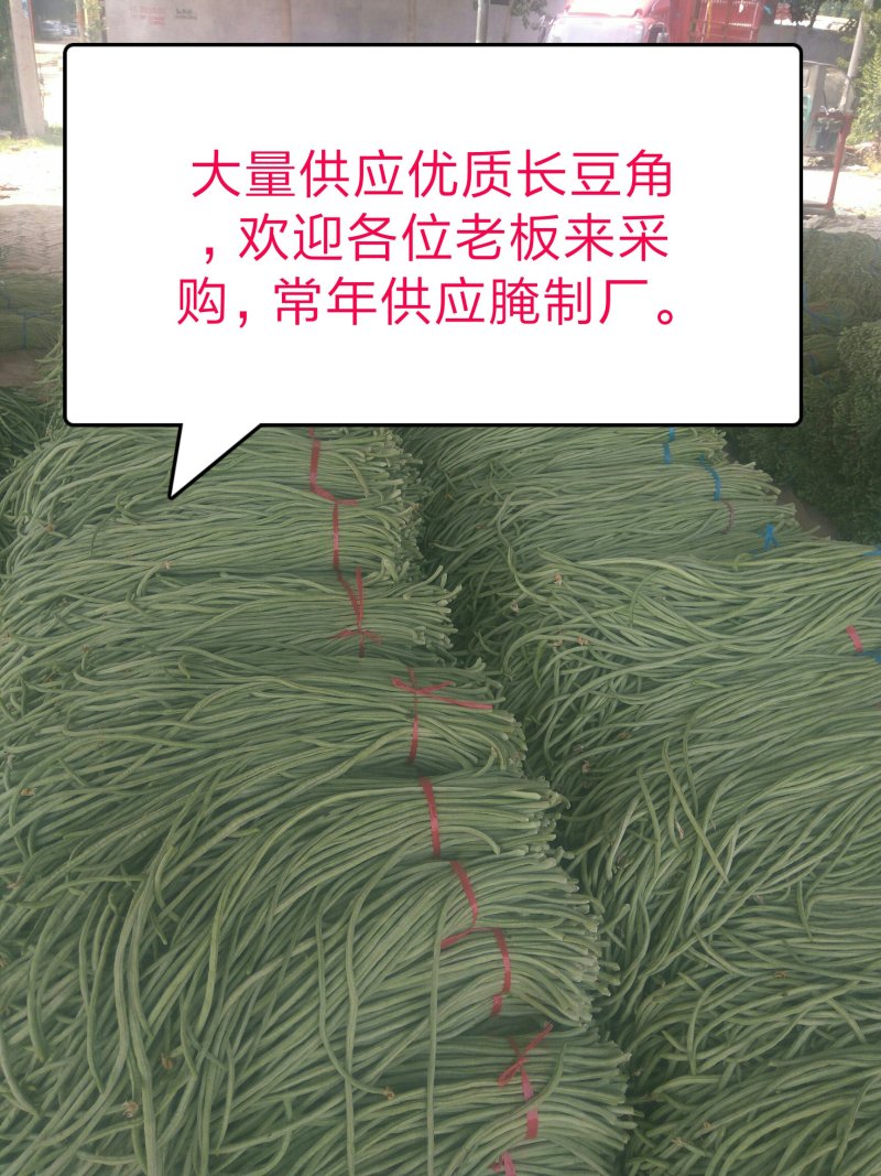 长豆角预售中，种植面积大，质量好