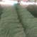 长豆角预售中，种植面积大，质量好
