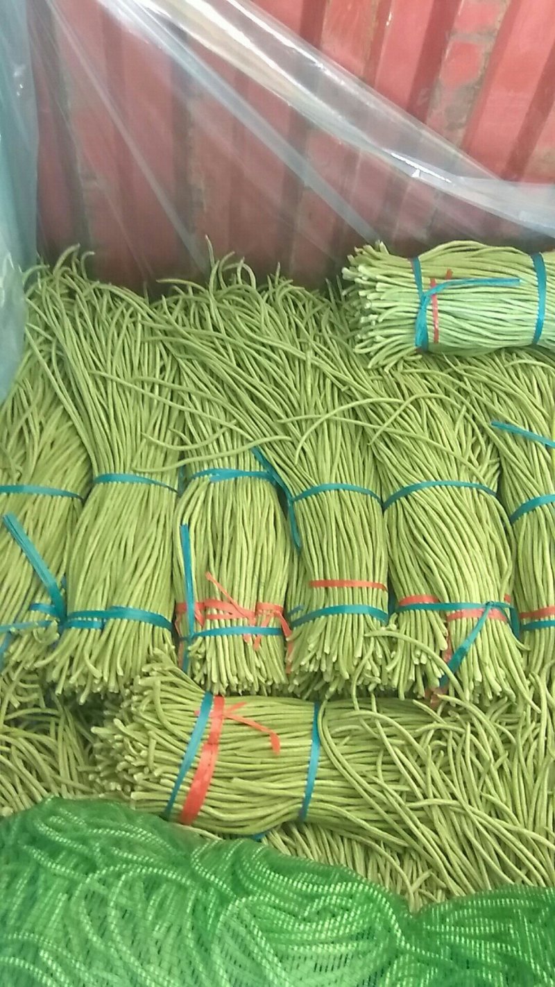 长豆角预售中，种植面积大，质量好