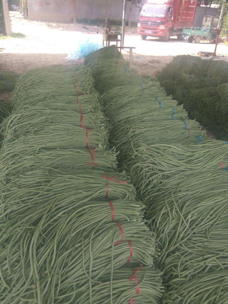 长豆角预售中，种植面积大，质量好