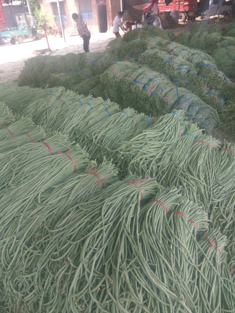 长豆角预售中，种植面积大，质量好