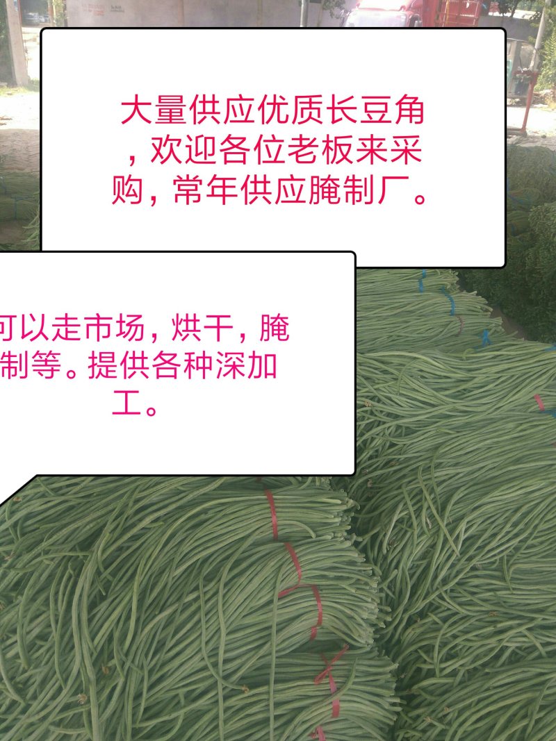 长豆角预售中，种植面积大，质量好