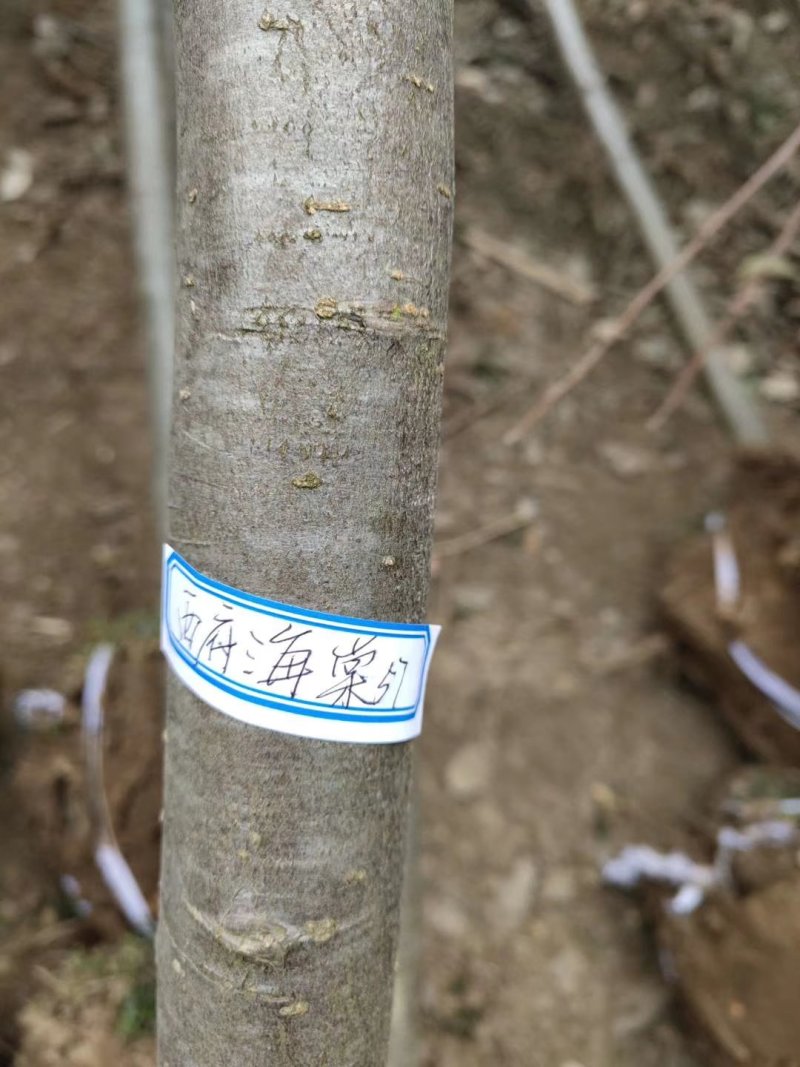 海棠海棠苗海棠小苗海棠树苗西府海棠苗西府海棠小