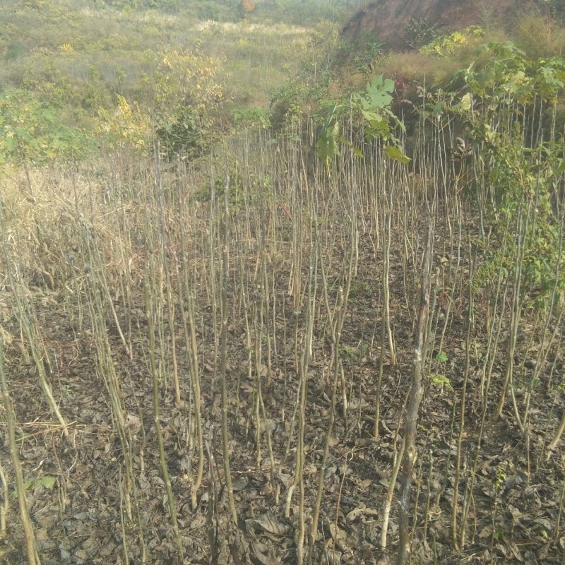 出售核桃实生苗和嫁接苗
