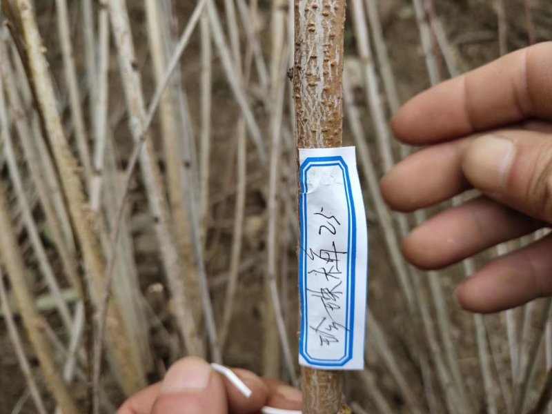 珍珠梅丛生珍珠梅可视频看货选货一亩田线上交易下单！