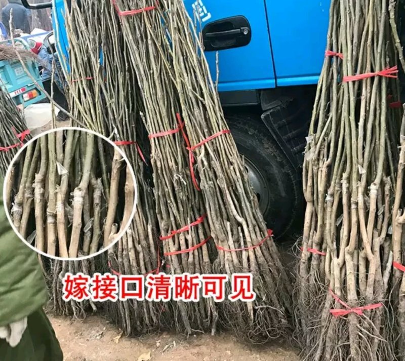 碧根果核桃苗成活率高包技术放心苗欢迎选购