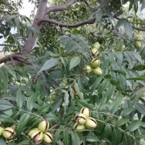 碧根果核桃苗成活率高包技术放心苗欢迎选购
