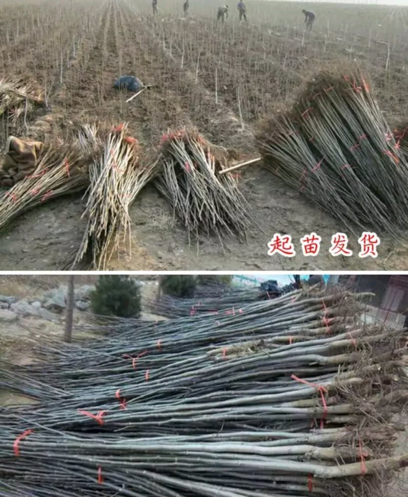 薄皮核桃苗成活率高一棵也算批发价出售大小规格齐全