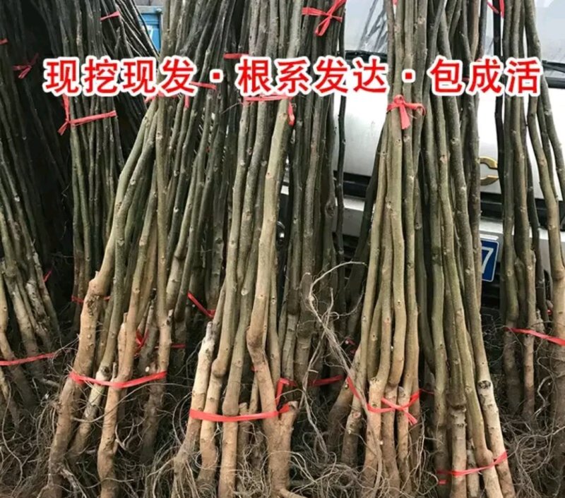薄皮核桃苗成活率高一棵也算批发价出售大小规格齐全