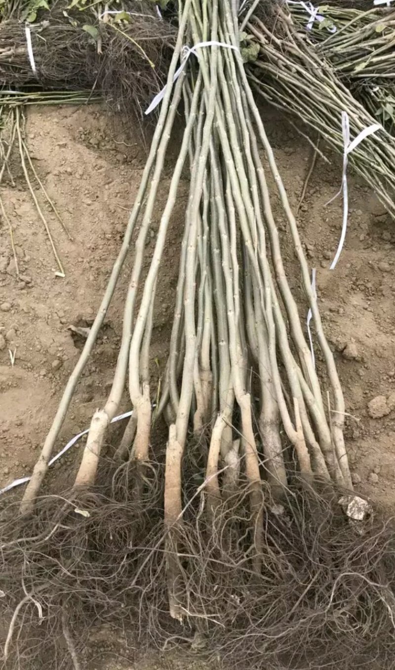 薄皮核桃苗成活率高一棵也算批发价出售大小规格齐全