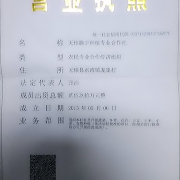 供应枣树