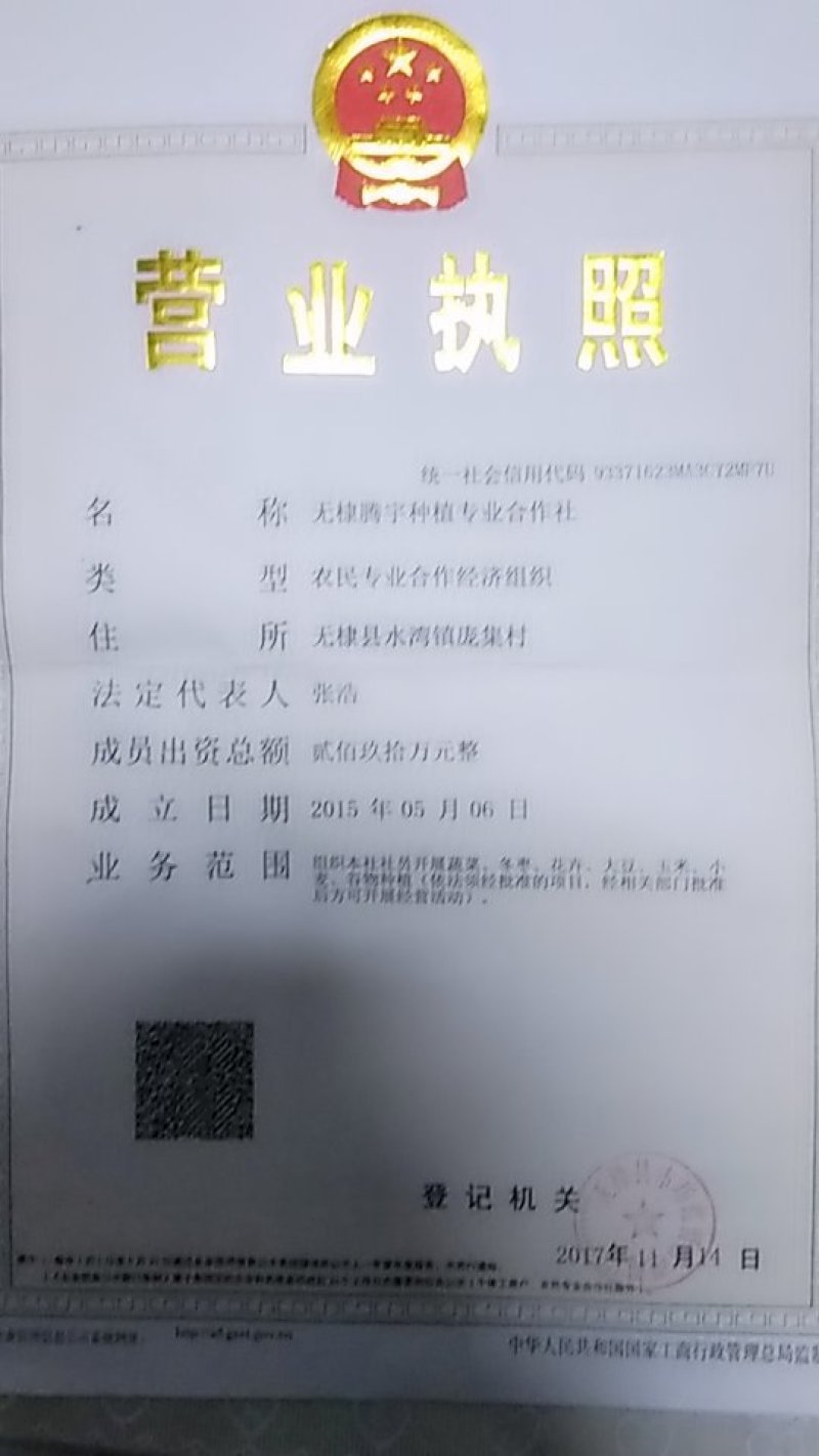 供应枣树