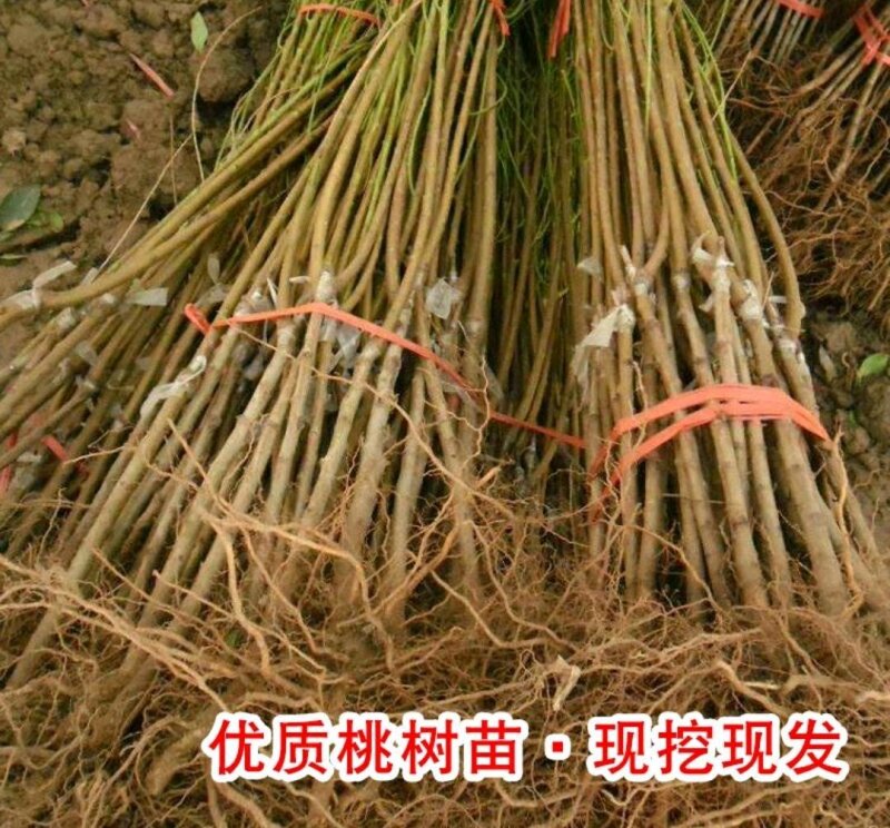 锦绣黄桃苗【芒果口味】包正品成活率高放心苗欢迎选购