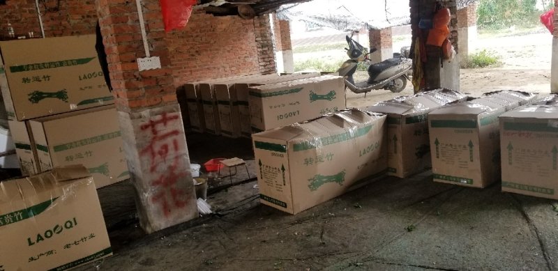湛江一手货源转运竹弯竹富贵竹