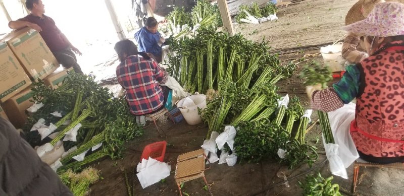 湛江一手货源转运竹弯竹富贵竹